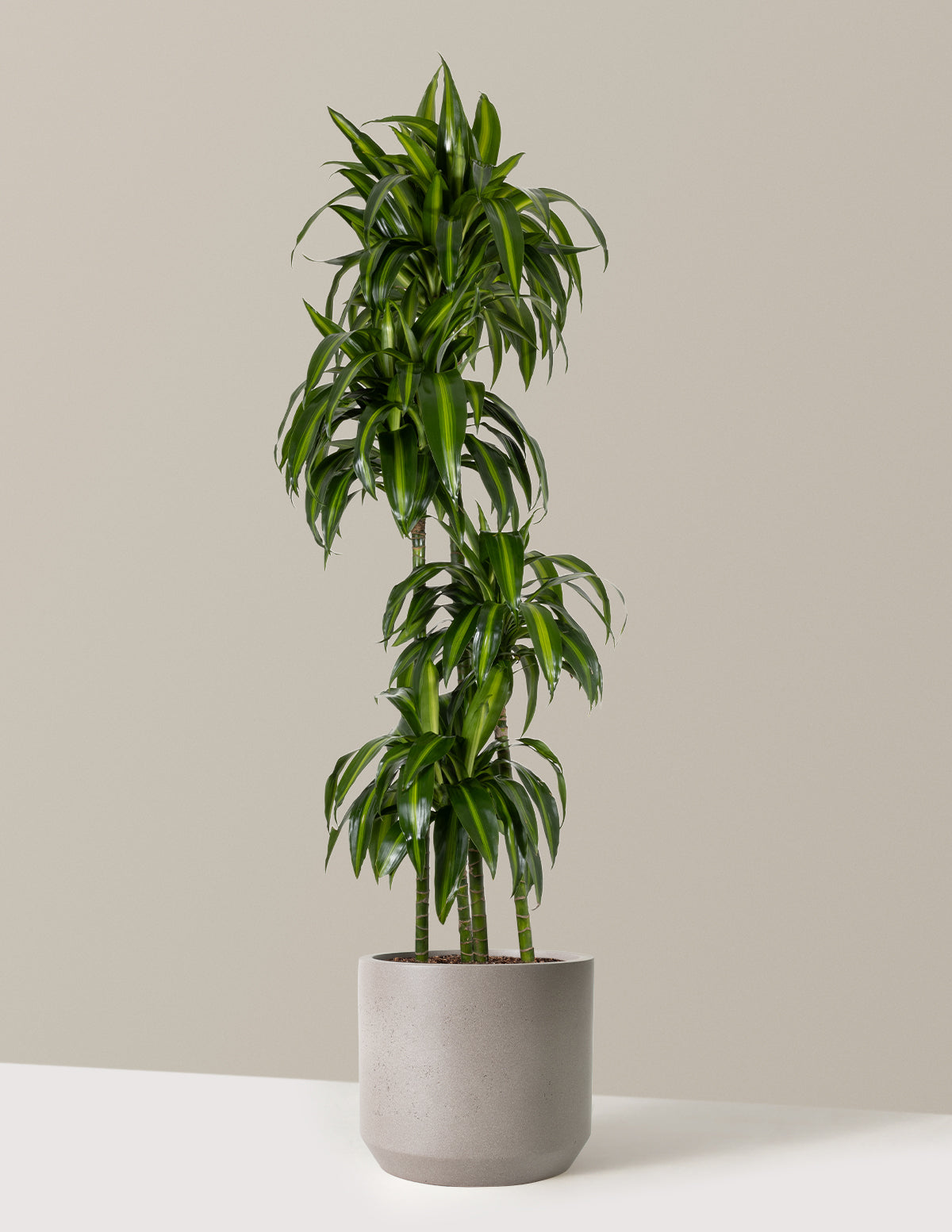 Dracaena Hawaiian Sunshine