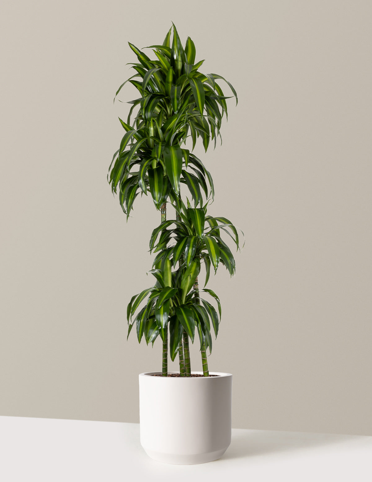 Dracaena Hawaiian Sunshine