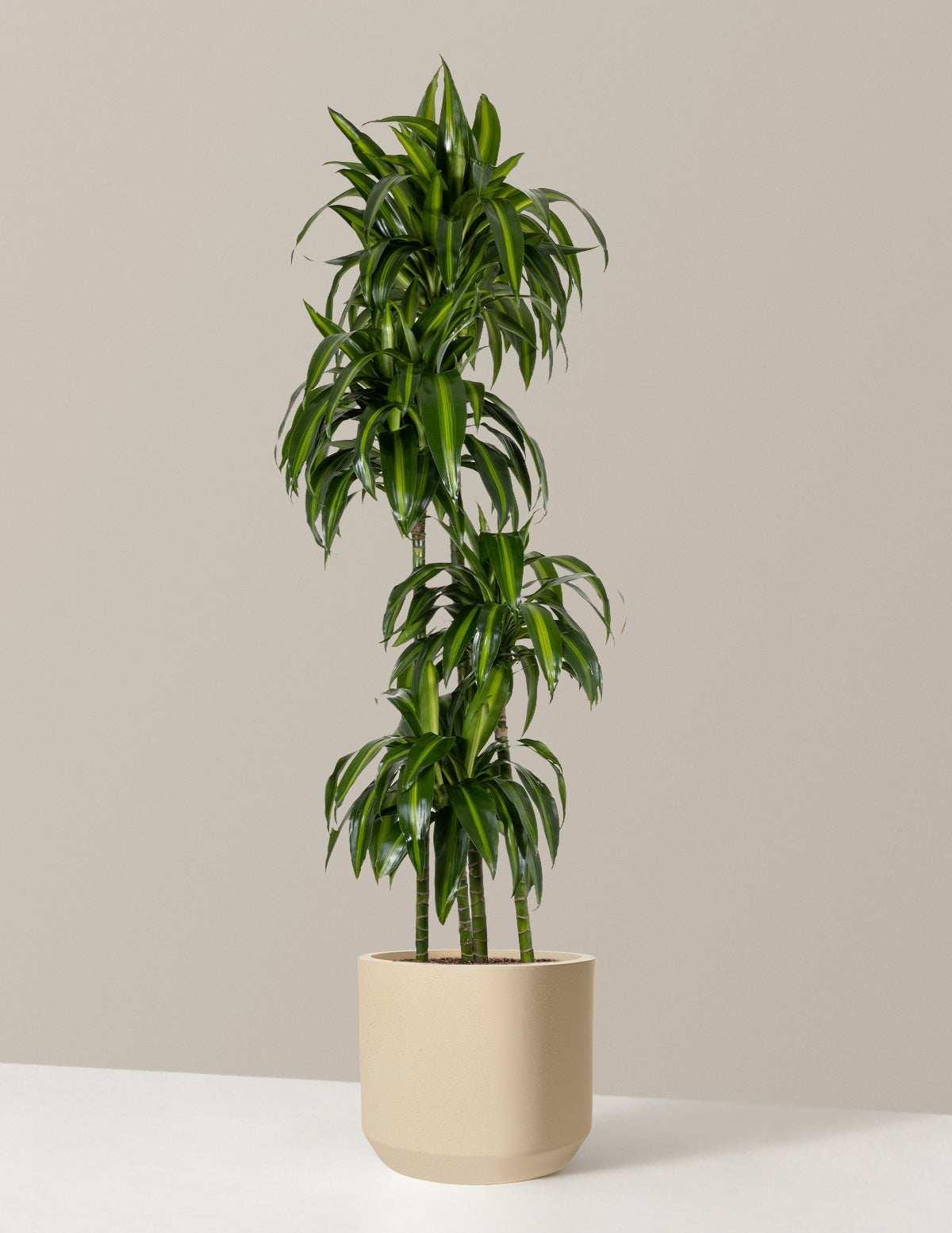 Dracaena Hawaiian Sunshine
