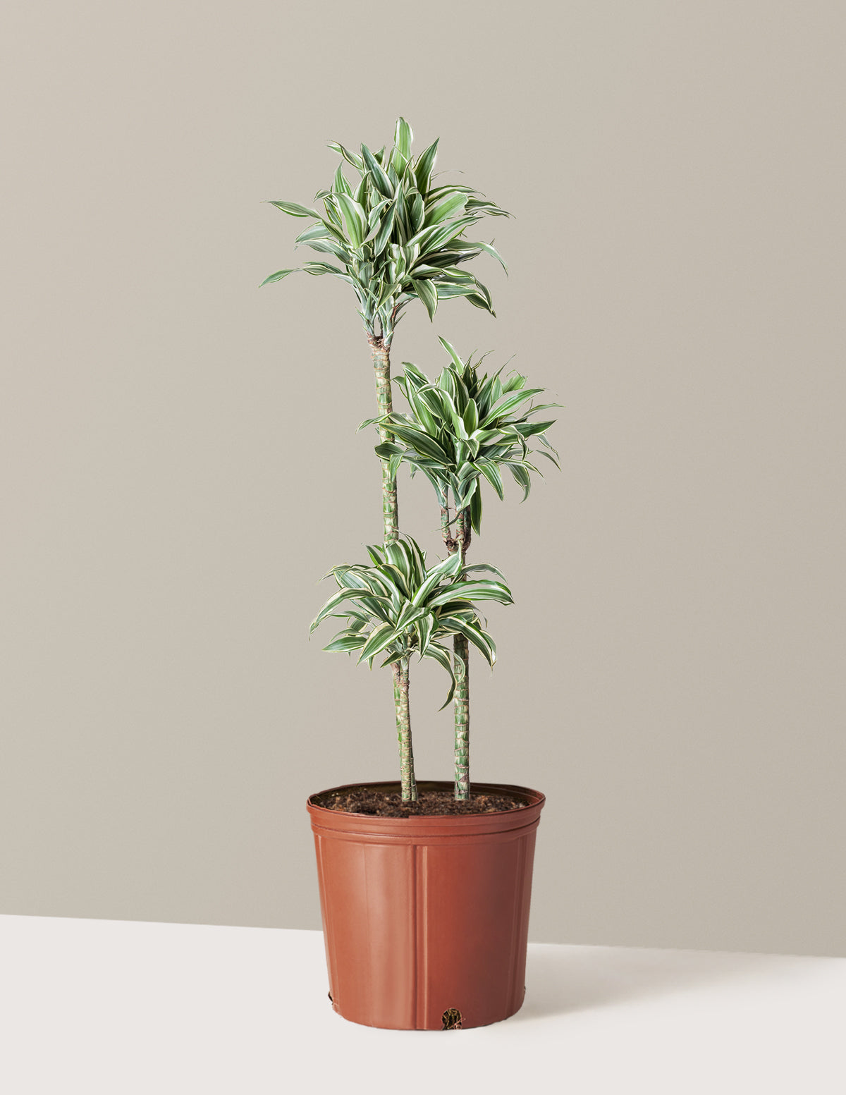 Large Dracaena Warneckii White Jewel
