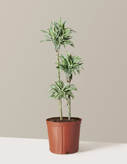 Large Dracaena Warneckii White Jewel