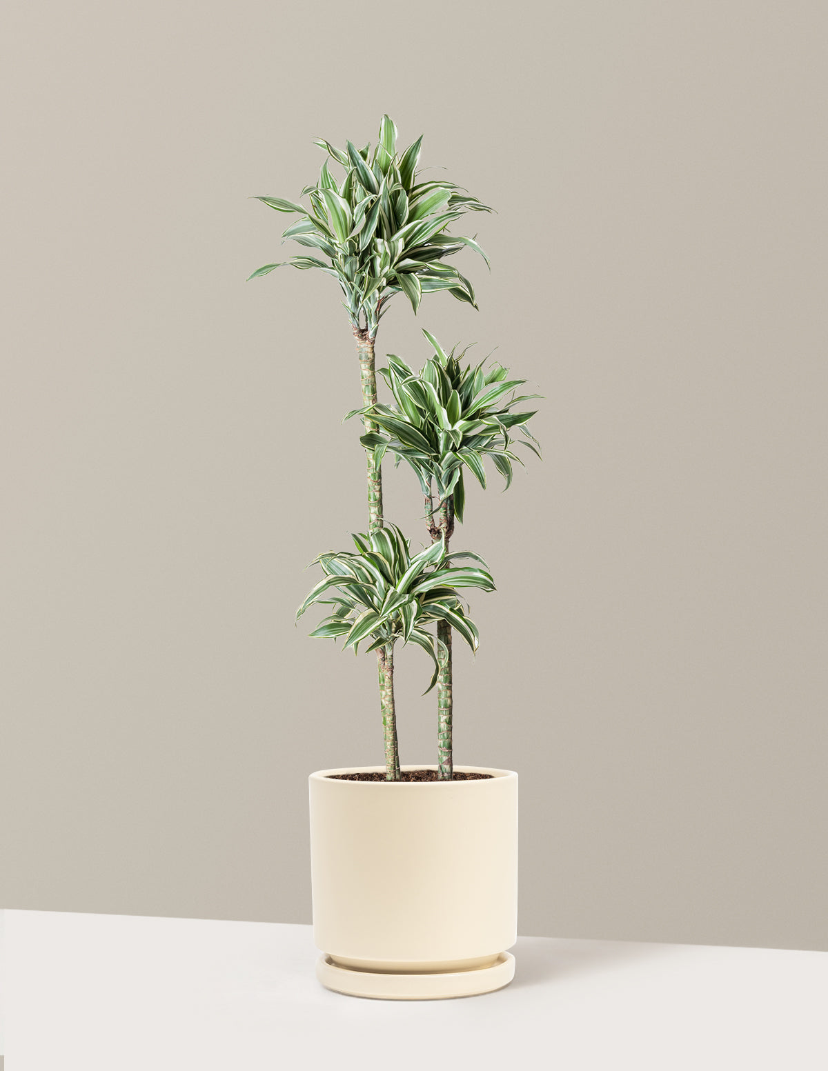 Large Dracaena Warneckii White Jewel