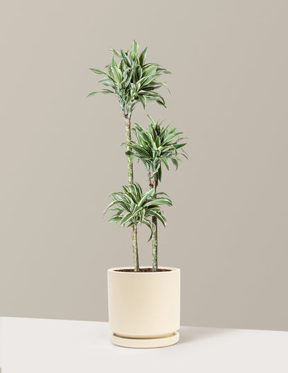 Large Dracaena Warneckii White Jewel