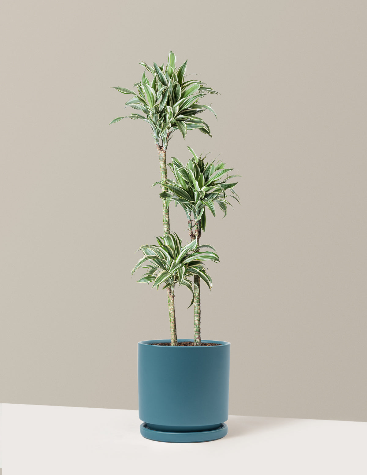 Large Dracaena Warneckii White Jewel