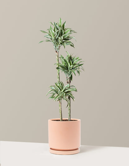 Large Dracaena Warneckii White Jewel