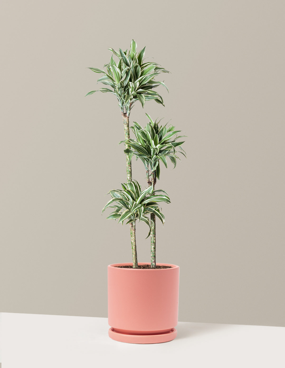 Large Dracaena Warneckii White Jewel