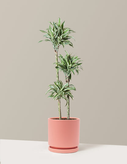 Large Dracaena Warneckii White Jewel