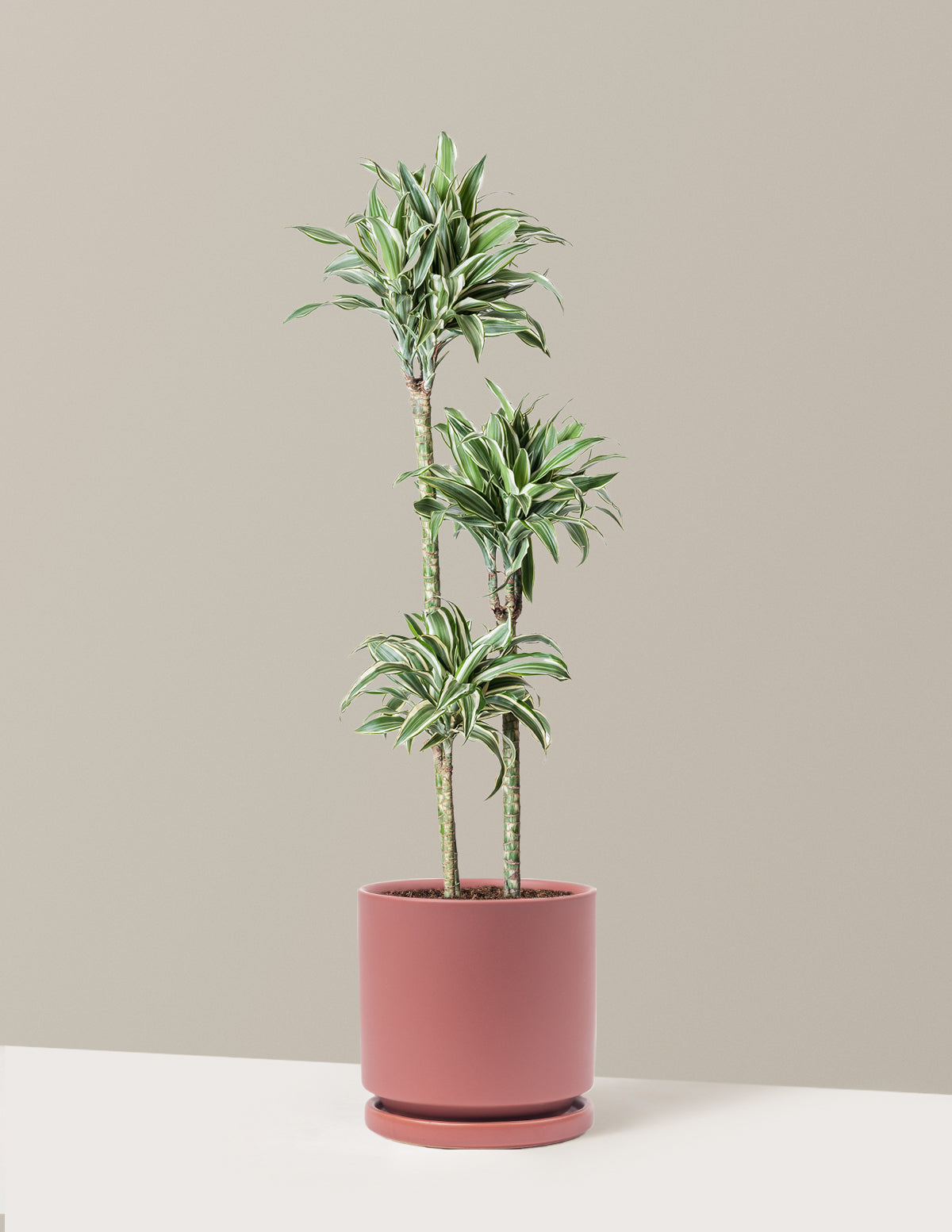 Large Dracaena Warneckii White Jewel