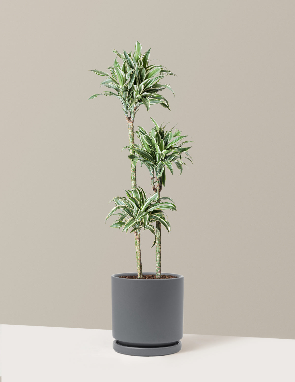 Large Dracaena Warneckii White Jewel