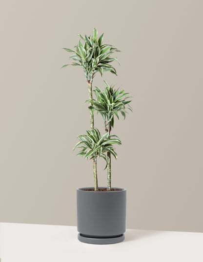 Large Dracaena Warneckii White Jewel