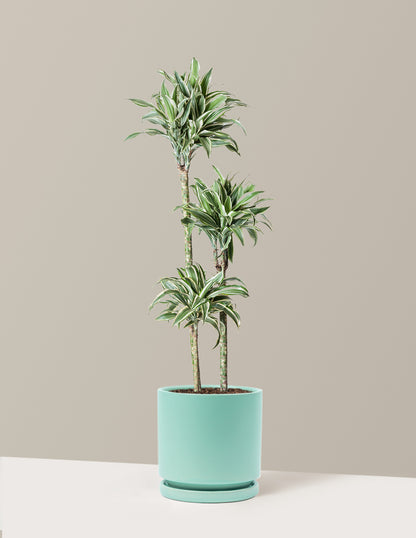 Large Dracaena Warneckii White Jewel