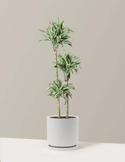 Large Dracaena Warneckii White Jewel