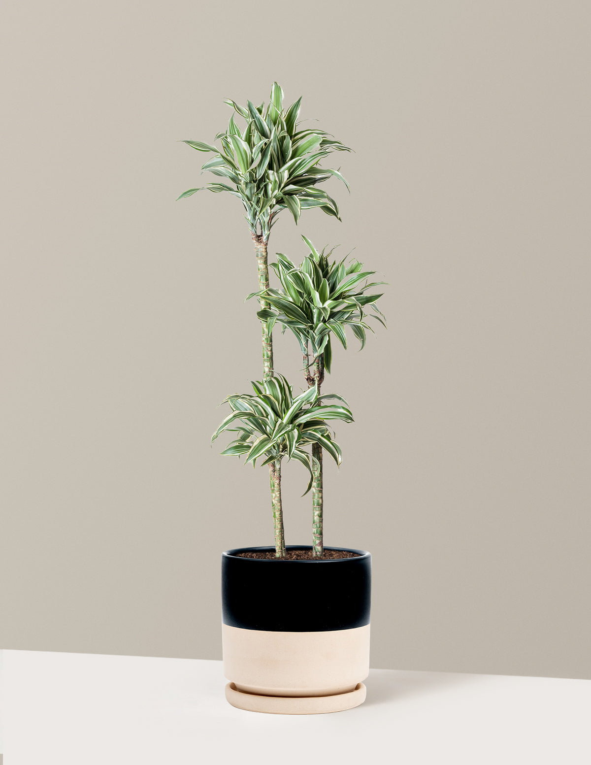 Large Dracaena Warneckii White Jewel