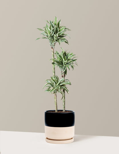 Large Dracaena Warneckii White Jewel