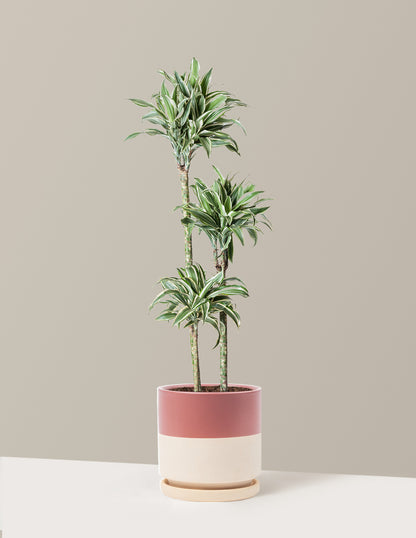 Large Dracaena Warneckii White Jewel