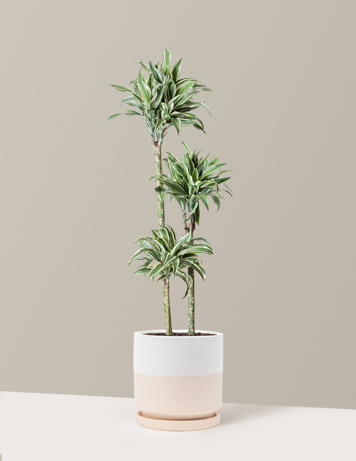Large Dracaena Warneckii White Jewel