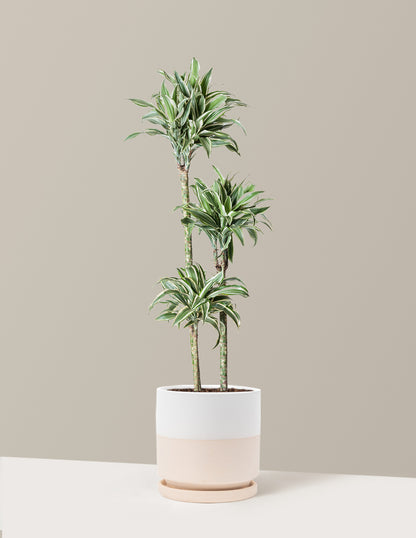 Large Dracaena Warneckii White Jewel