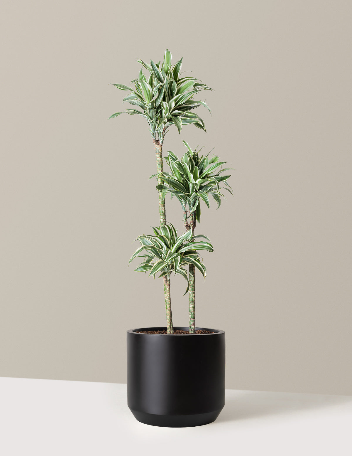 Large Dracaena Warneckii White Jewel