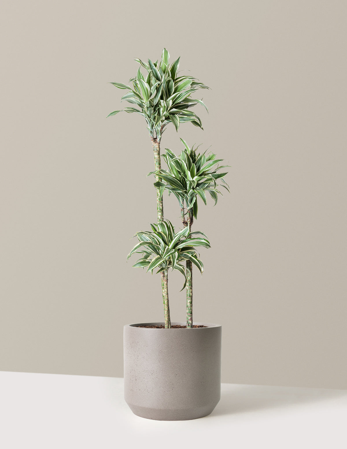 Large Dracaena Warneckii White Jewel