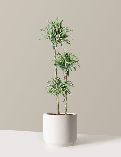 Large Dracaena Warneckii White Jewel