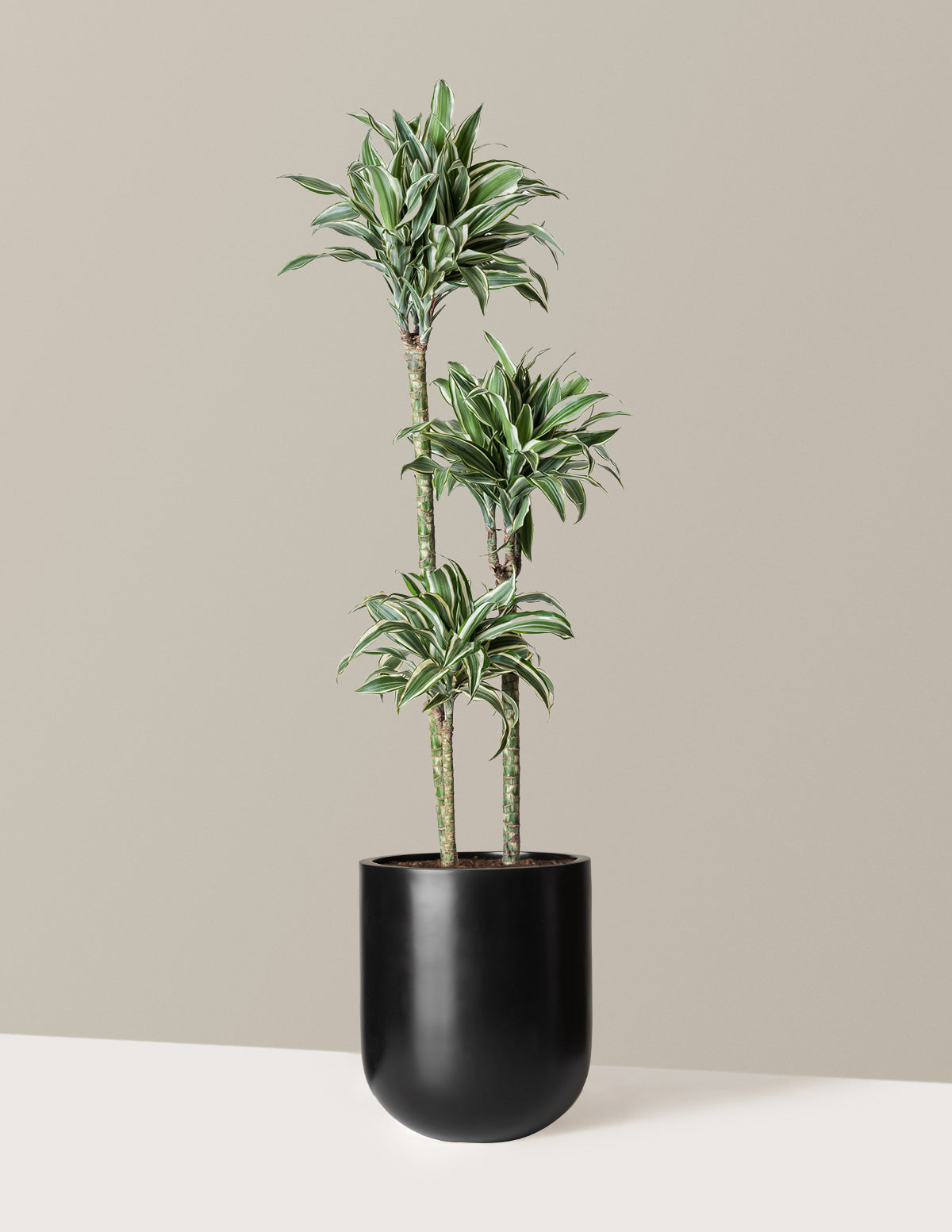 Large Dracaena Warneckii White Jewel