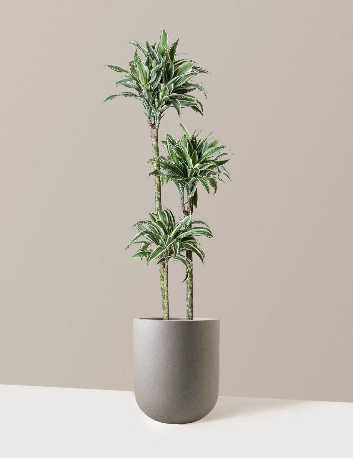 Large Dracaena Warneckii White Jewel
