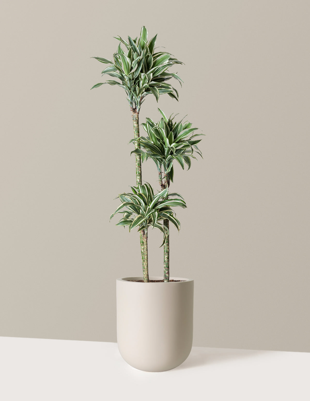 Large Dracaena Warneckii White Jewel