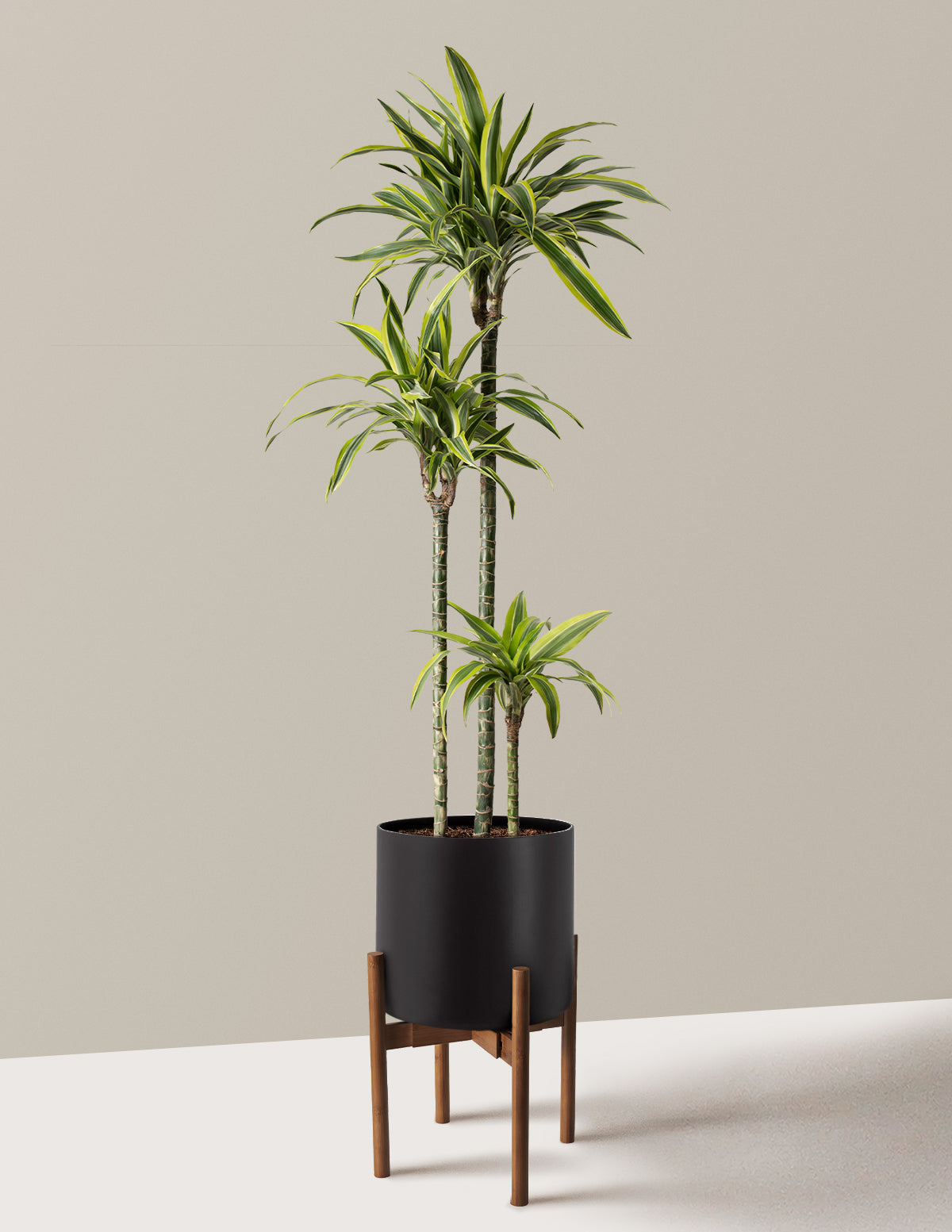 Large Dracaena Lemon Lime