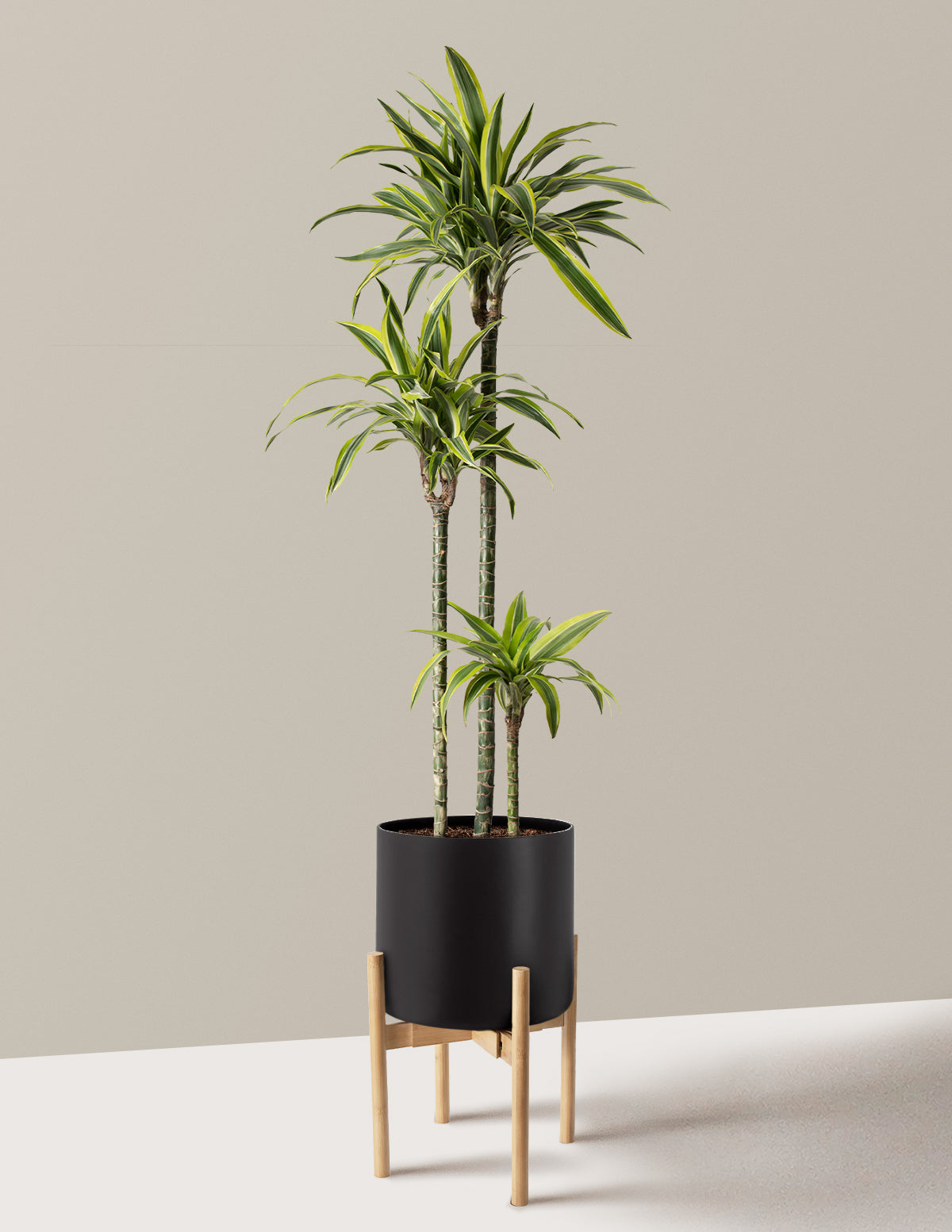 Large Dracaena Lemon Lime