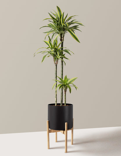 Large Dracaena Lemon Lime
