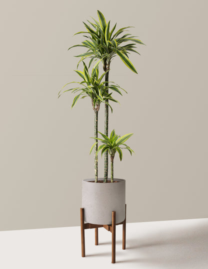 Large Dracaena Lemon Lime