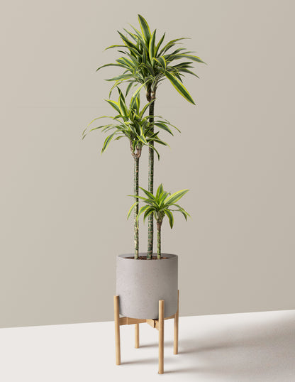 Large Dracaena Lemon Lime