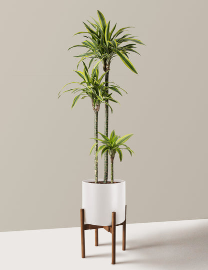 Large Dracaena Lemon Lime