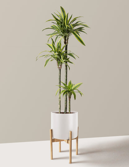 Large Dracaena Lemon Lime