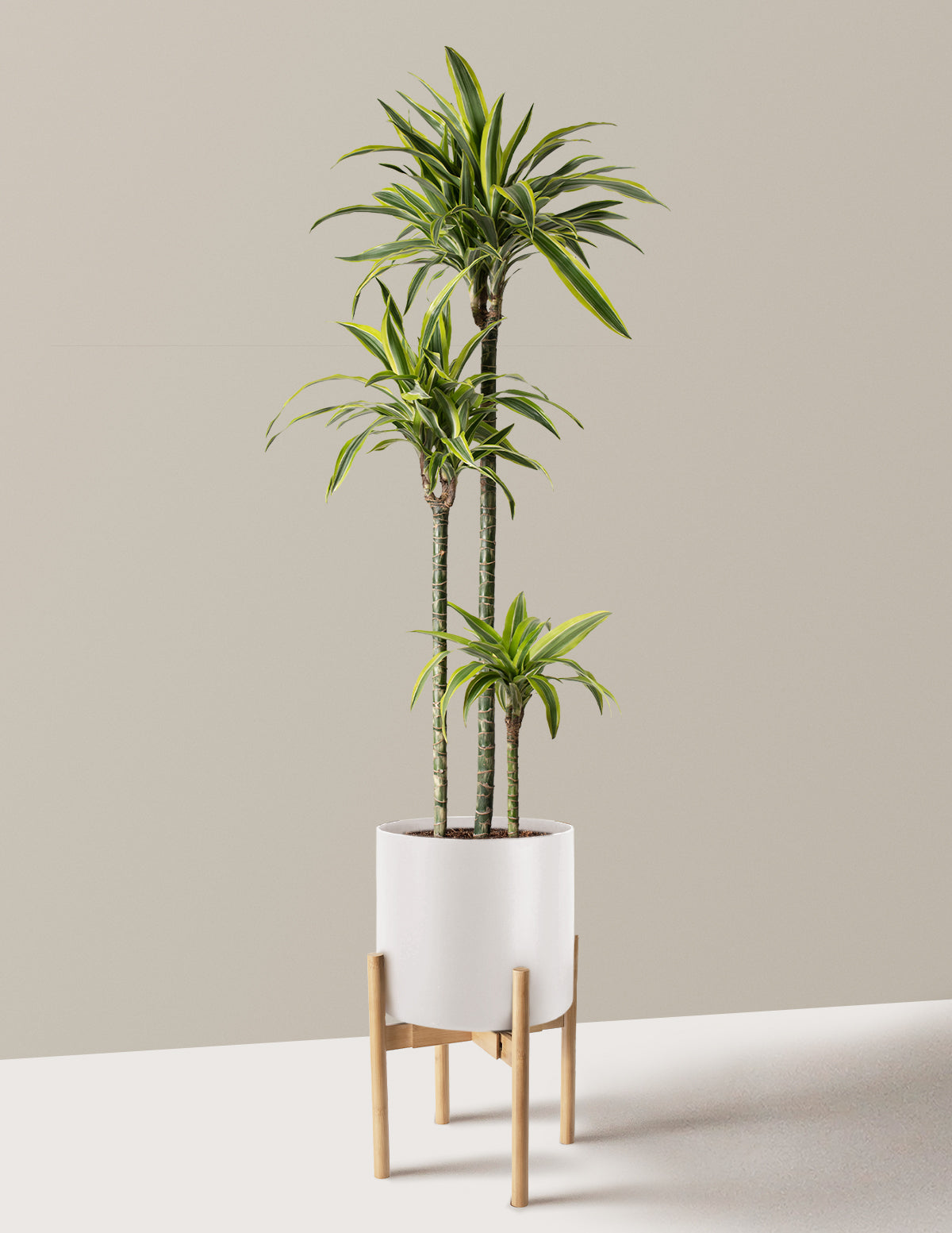 Large Dracaena Lemon Lime