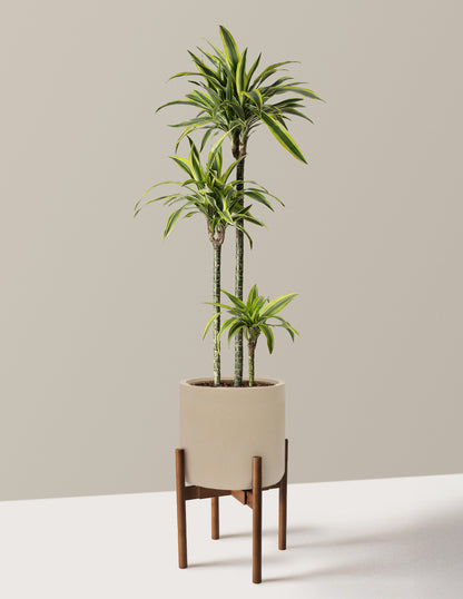 Large Dracaena Lemon Lime
