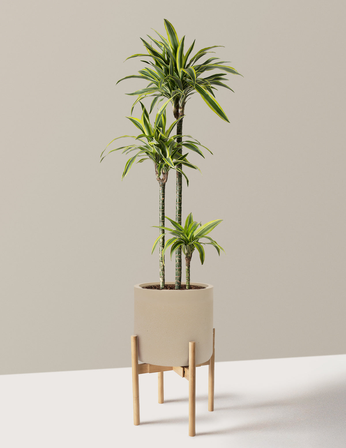 dracaena lumiere Large Dracaena Lemon Lime Houseplant with Planter - Large (30"-40" tall) Sand Planter
