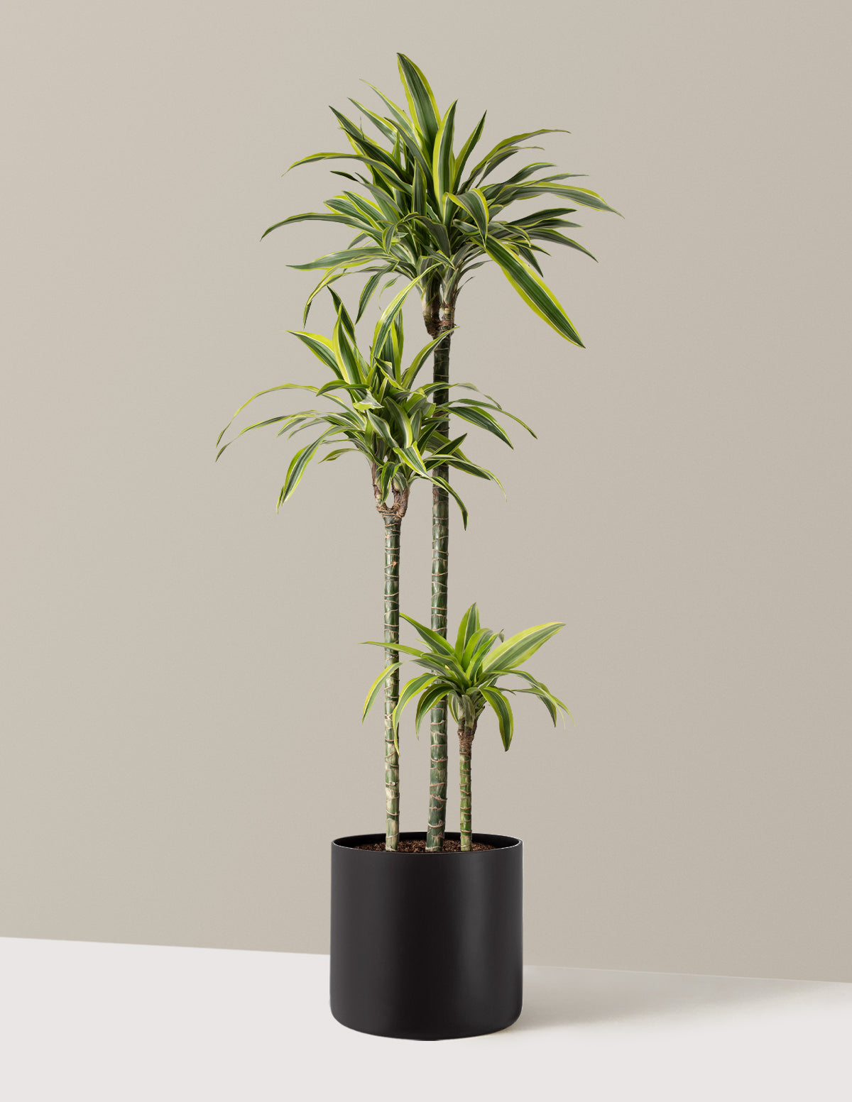 Large Dracaena Lemon Lime