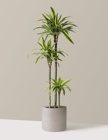 Large Dracaena Lemon Lime