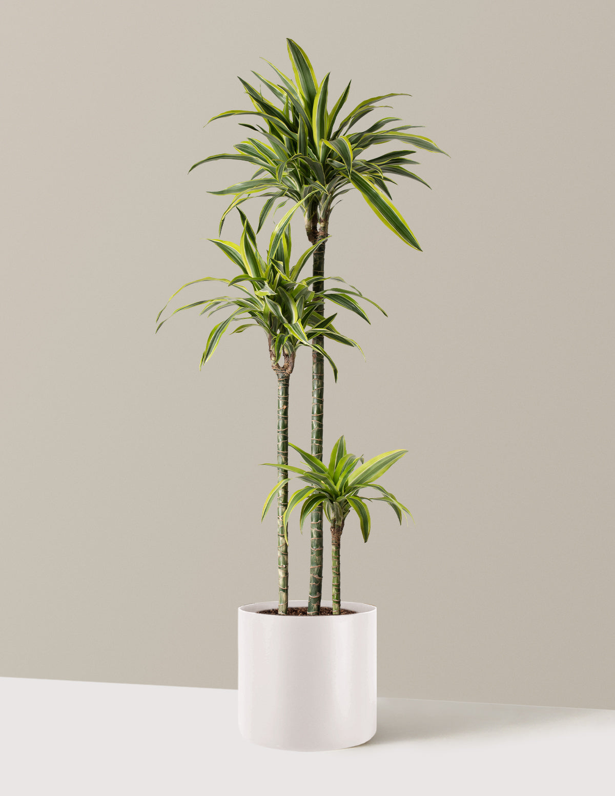 Large Dracaena Lemon Lime