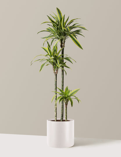 Large Dracaena Lemon Lime