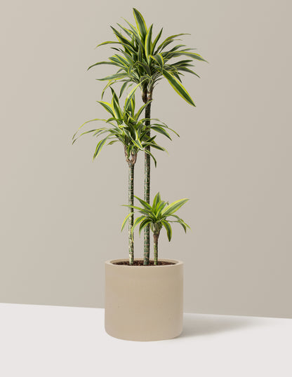 Large Dracaena Lemon Lime