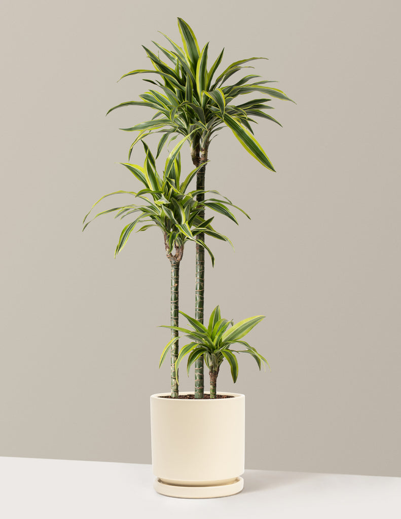 dracaena lemon lime scientific name Large Dracaena Lemon Lime Houseplant with Planter - Large (30"-40" tall) Sand Planter