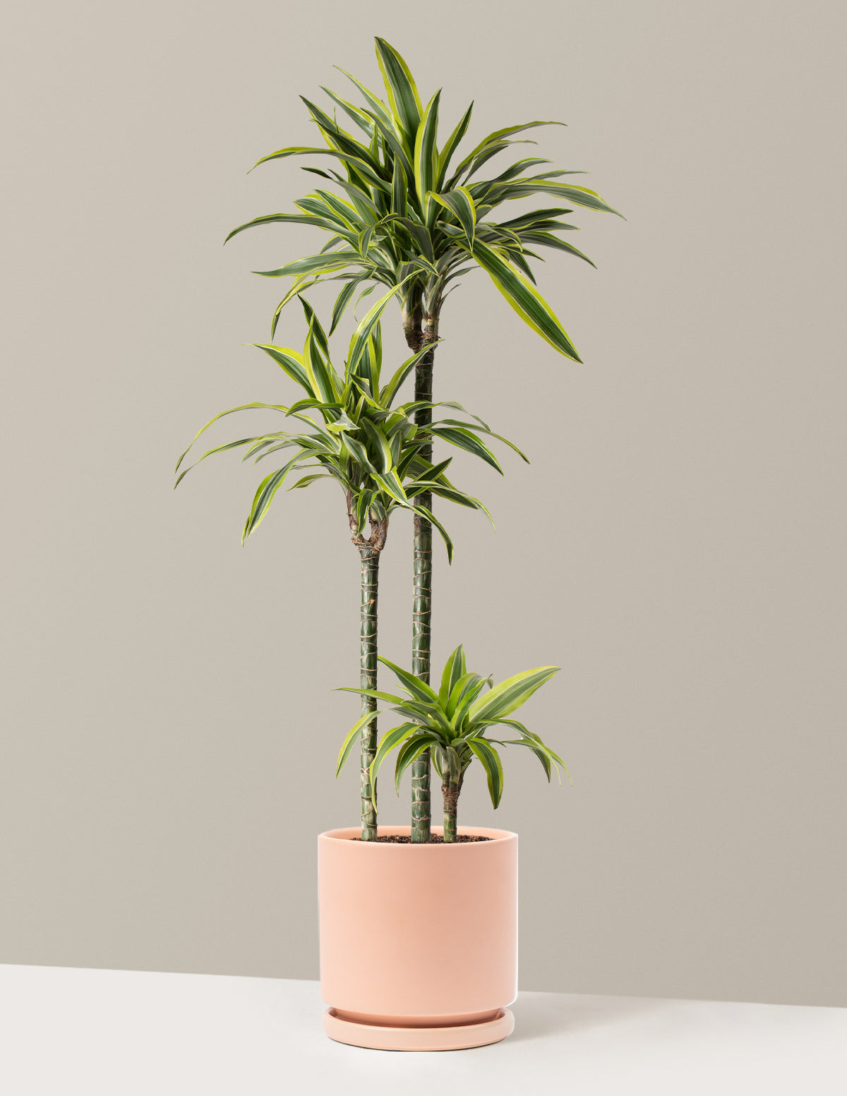 Large Dracaena Lemon Lime