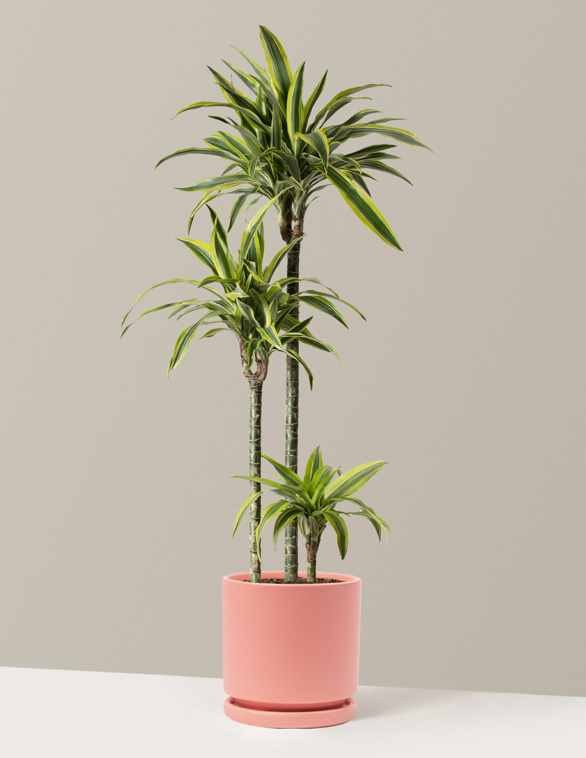 Large Dracaena Lemon Lime