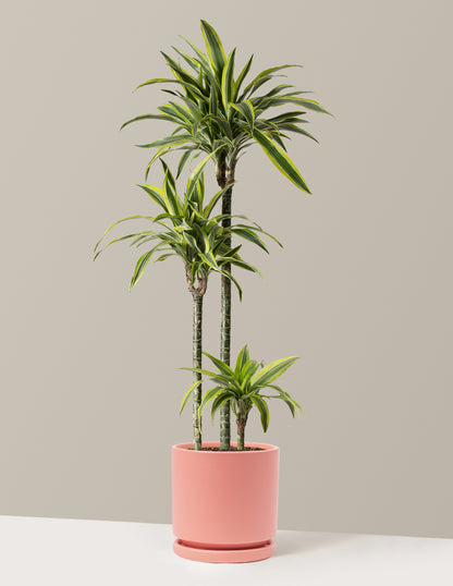 Large Dracaena Lemon Lime