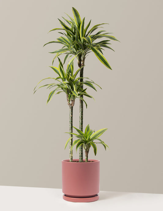 Large Dracaena Lemon Lime