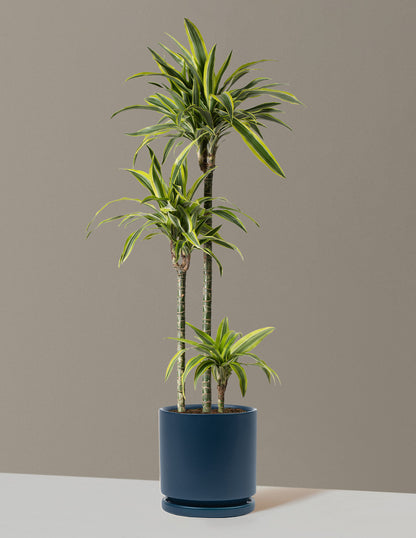 Large Dracaena Lemon Lime