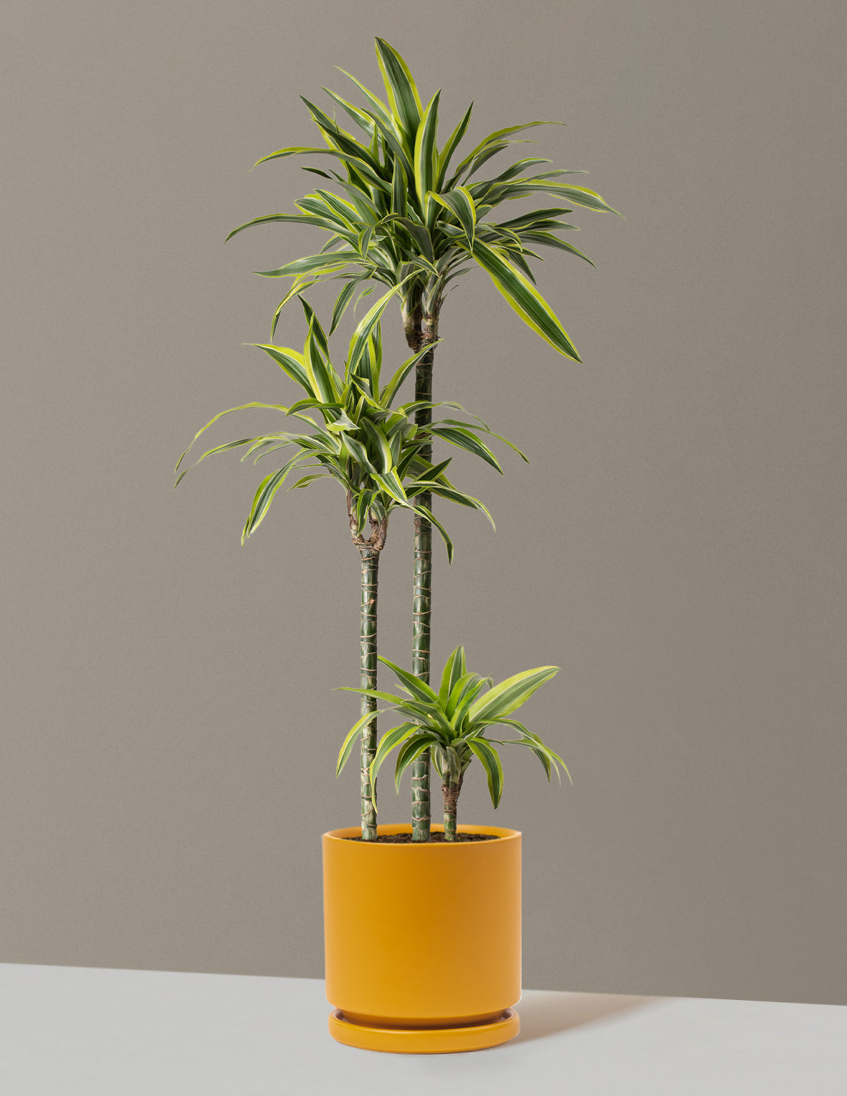 Large Dracaena Lemon Lime
