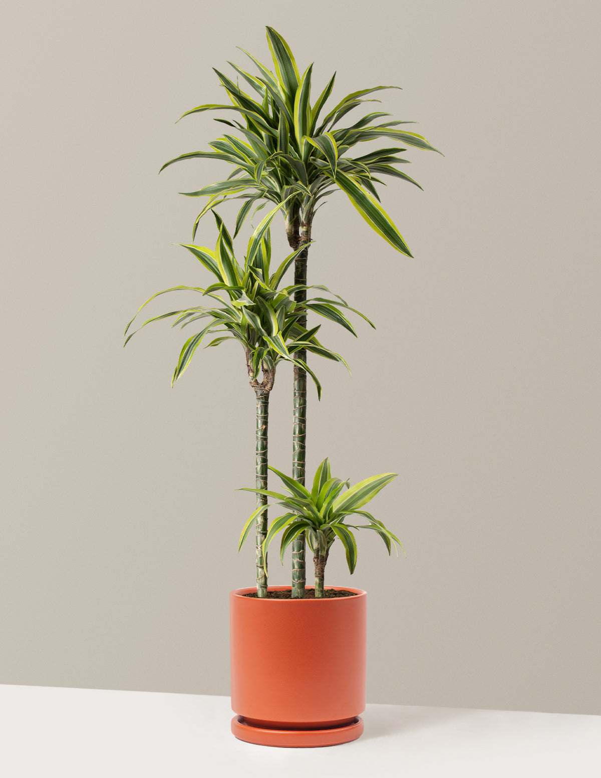 Large Dracaena Lemon Lime